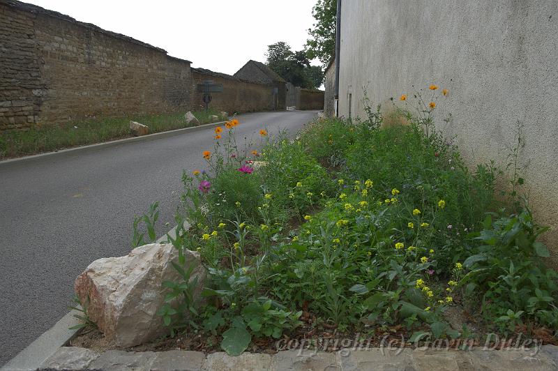Wildflowers on a sidestreet, Pommard IMGP1786.jpg